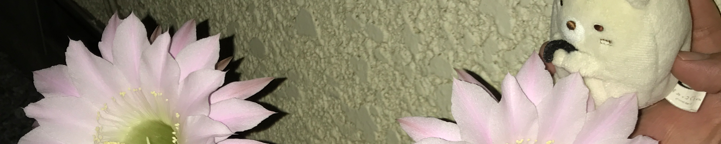 しおん