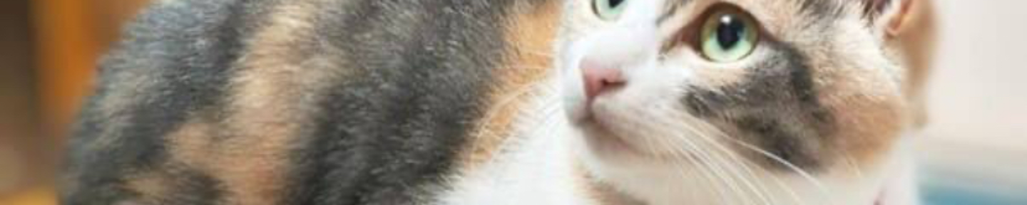 にゃいん