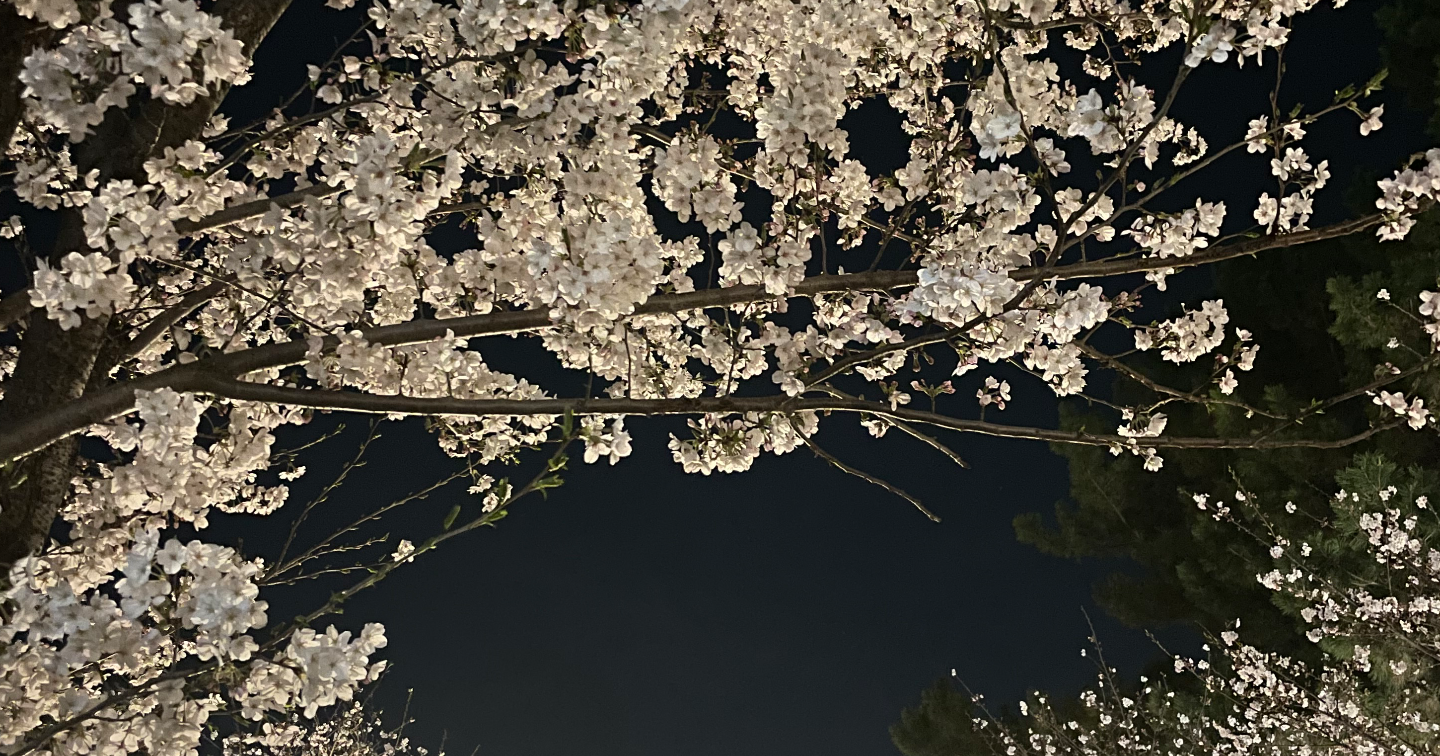 夜桜
