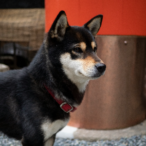 Shunsuke