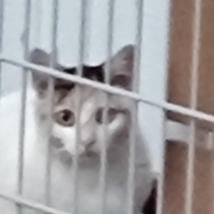 めりる