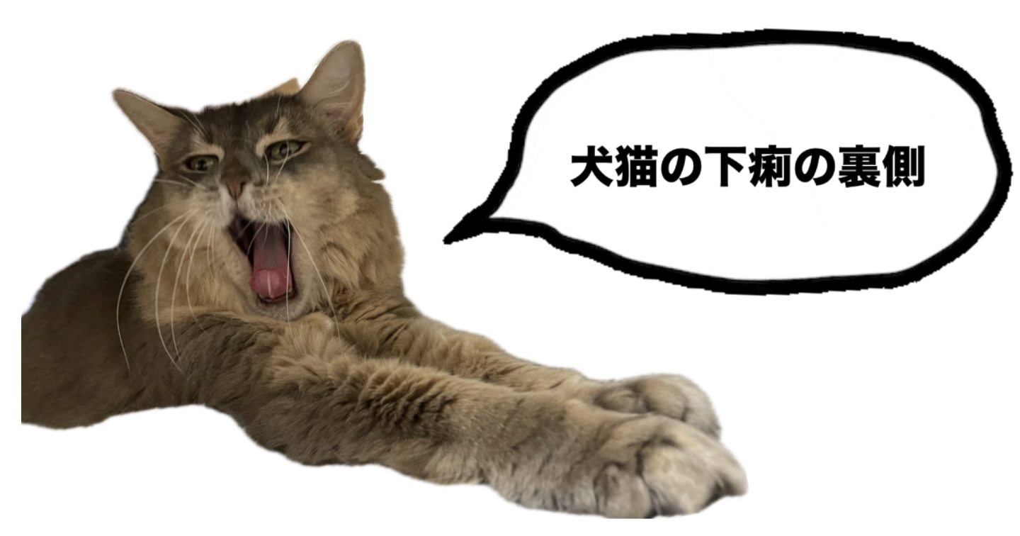 【獣医師監修】うちの子、下痢しちゃいました‼️