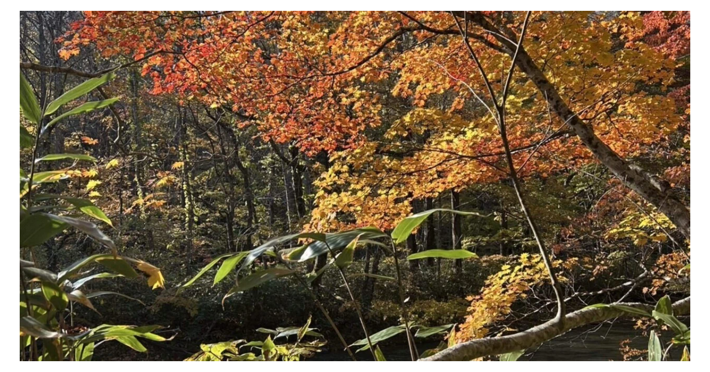 12月6日 “一粒万倍日”がもたらす豊かさを受け取る日