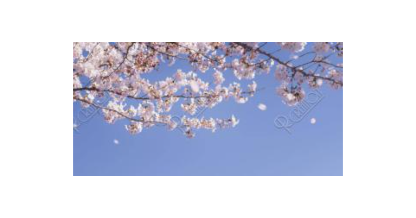 明日ありと思ふ心のあだ桜、夜半に嵐の吹かぬものかは。