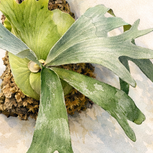 りの！｜副業・株・ダイエット・植物