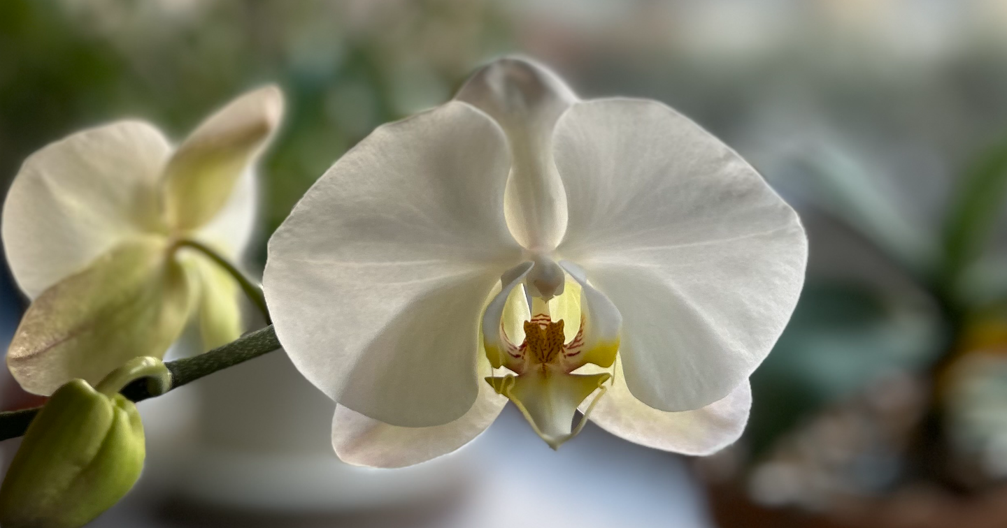 「氣の巡りを変える『身体の声』の聴き方。脳と運気は繋がっている？」