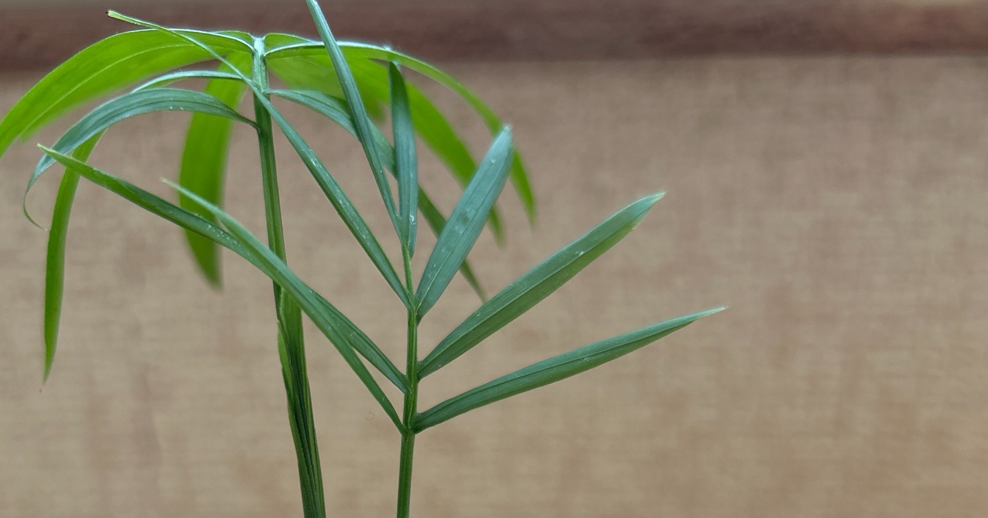 いざというときのために結果を出せること、と脳内物質の関係