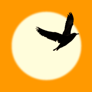 kyoikukunren