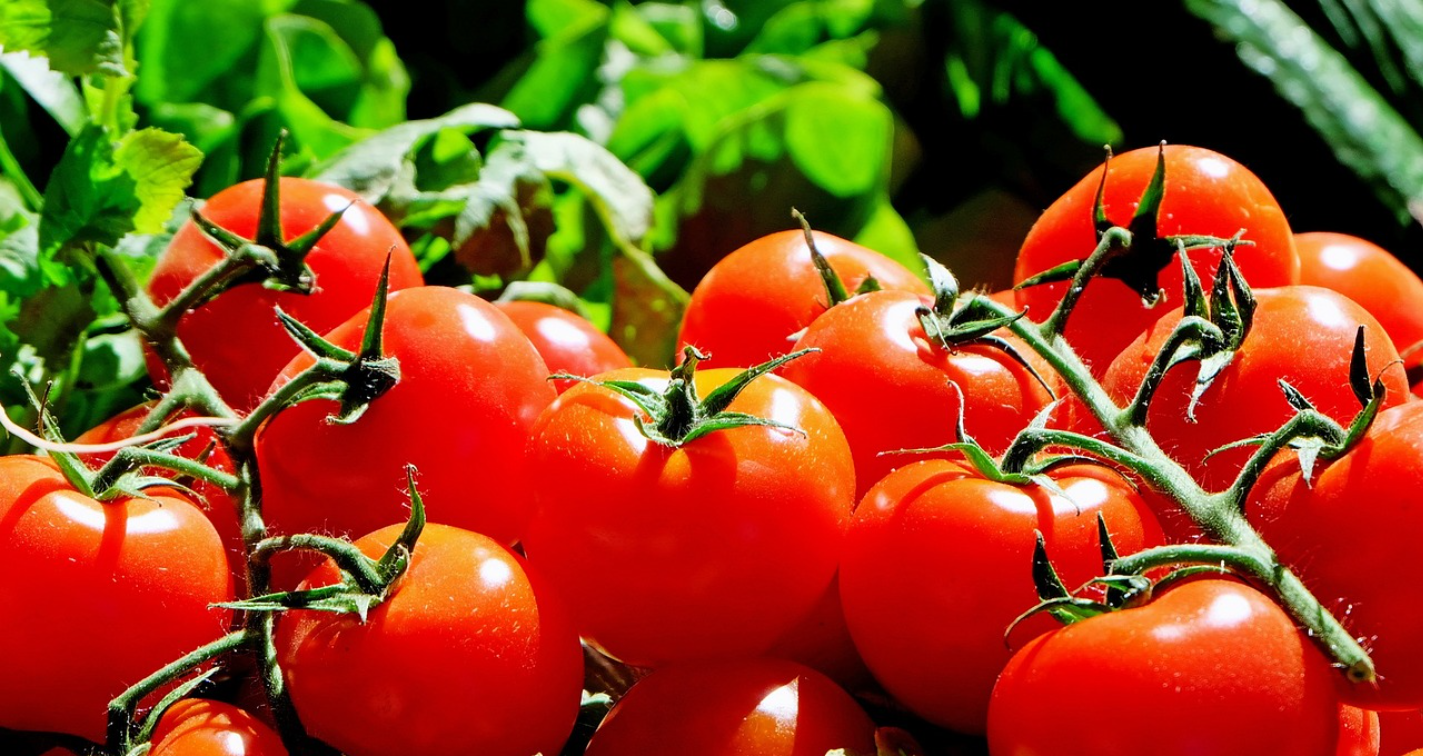 【無料】スーパーで今日から使える「毒抜き食材リスト」と4つの毒の見分け方