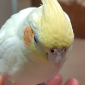 常春ゆうは
