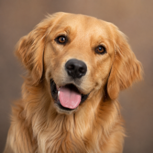 犬ドッグ