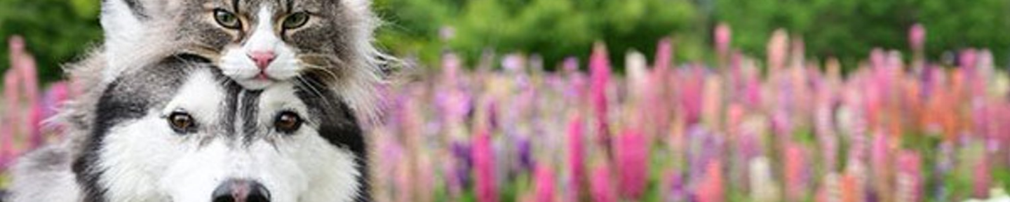 体臭・口臭・周りが鼻をすする病気“パトム”を改善させた3週…