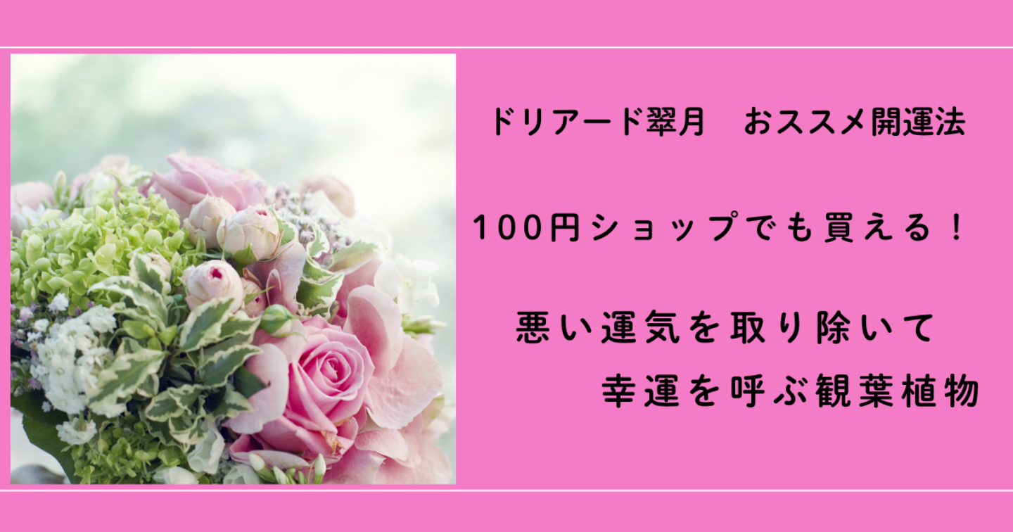【期間限定価格】🍀100均でも買える！悪い気を取り除いて幸運を呼ぶ観葉植物